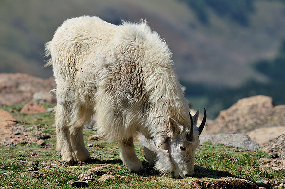 Mountain Goats