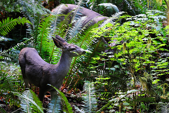 Deer, Marymere Falls Trail, Olympic National Park, 2011