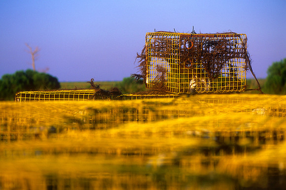 Irish Bayou, Louisiana  (2010)