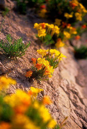 frame 07-Pawnee Flowers