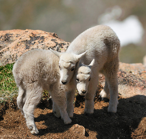 Mountain Goats