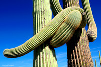 Organ Pipe Cactus National Monument, Arizona