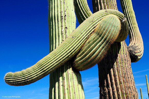 Organ Pipe Cactus National Monument, Arizona