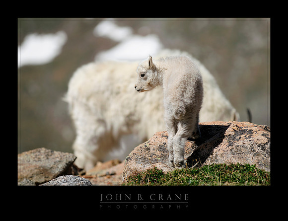Mountain Goat, Mount Evans, Colorado