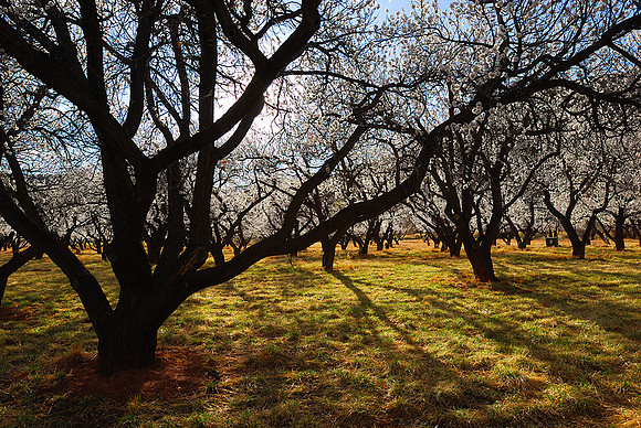 Cherry Blossoms No8, Capitol Reef National Park