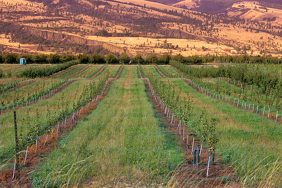 Columbia River Valley, Oregon/Washington (2011)