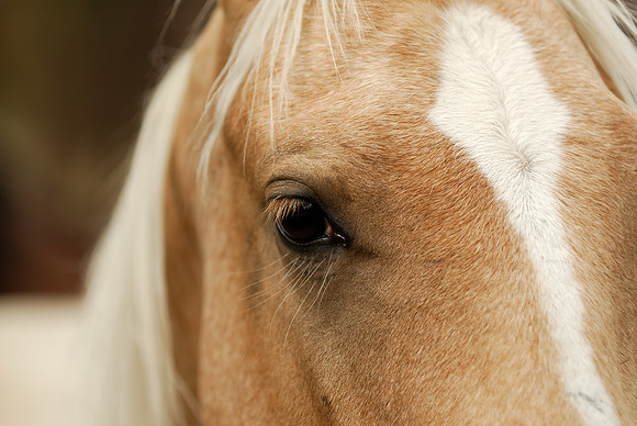 Horses Eye, Gould, Colorado