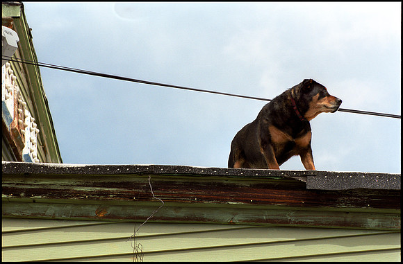frame 15-dog on roof