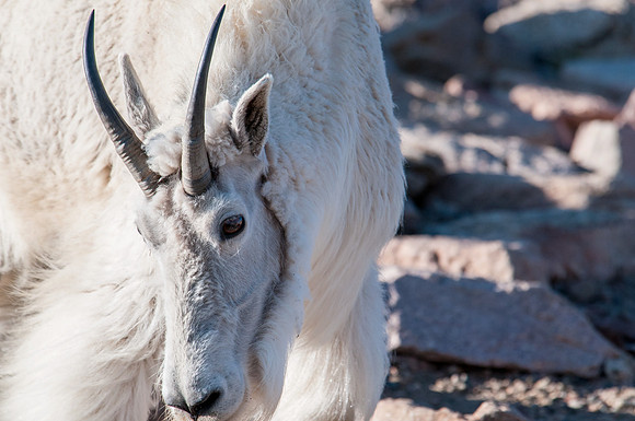 American Mountain Goat (Oreamnos Americanus)