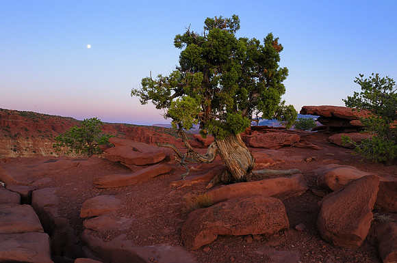 Capitol Reef National Park