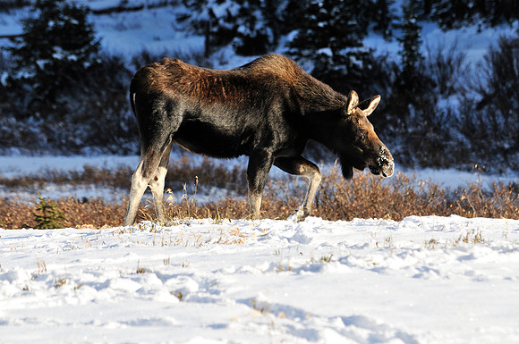 Moose, Cameron Pass, Colorado
