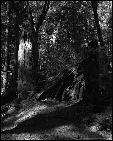 Forest Light, no.6, Olympic National Park, 2011