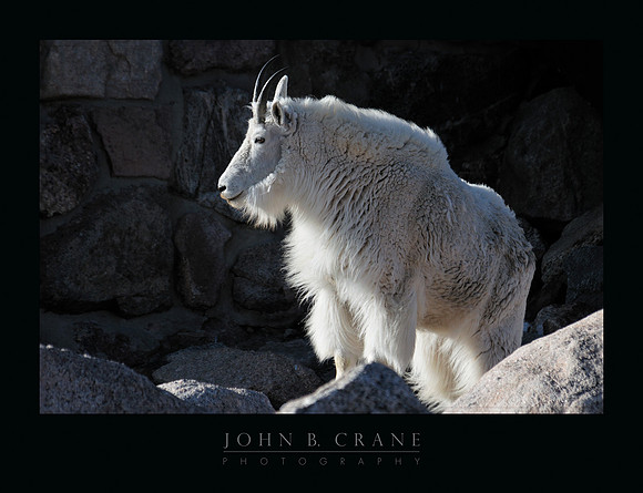 Mountain Goat, Mount Evans, Colorado