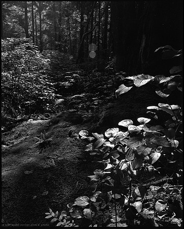 Forest Light, no.7, Olympic National Park - 2011