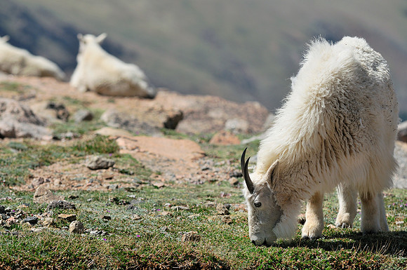 Mountain Goats