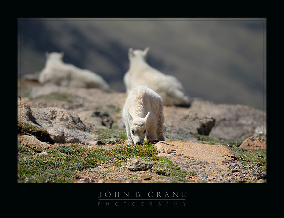 Mountain Goat, Mount Evans, Colorado