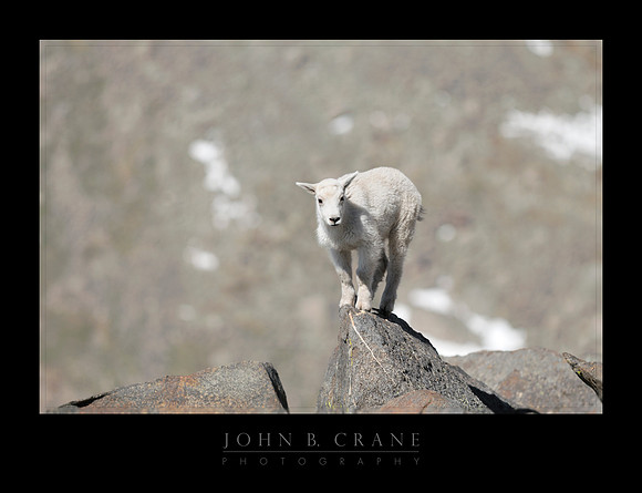 Mountain Goat, Mount Evans, Colorado