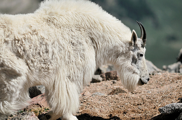 Mountain  Goats