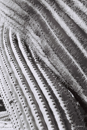 Saguaro Cactus-1