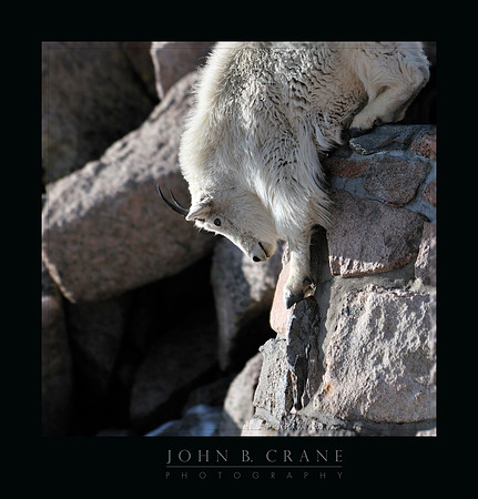 Mountain Goat, Mount Evans, Colorado