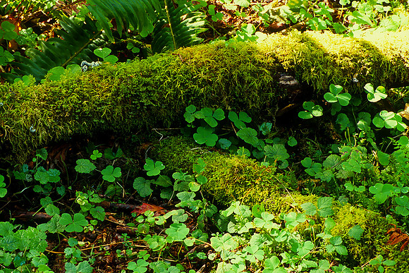 Olympic National Park, Washington (2011)