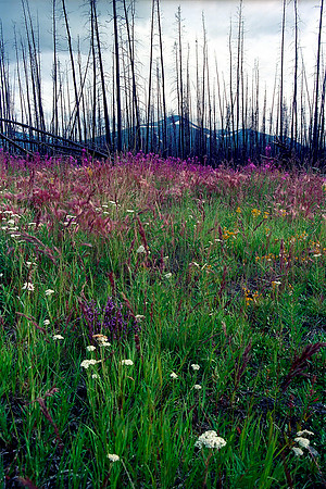 Fire weed, Yukon Territory (1992)