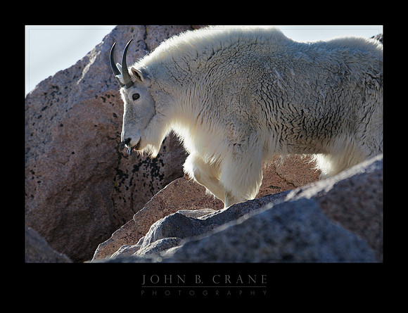 Mountain Goat, Mount Evans, Colorado