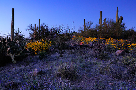 Sagurao National Park, Arizona