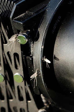Morning hatch on the RZ