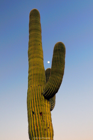 Juggling the moon