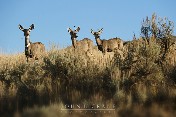 Moffat County Deer (2010)