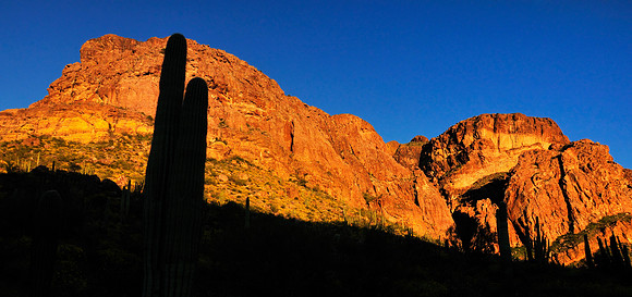 Organ Pipe Cactus National Monument