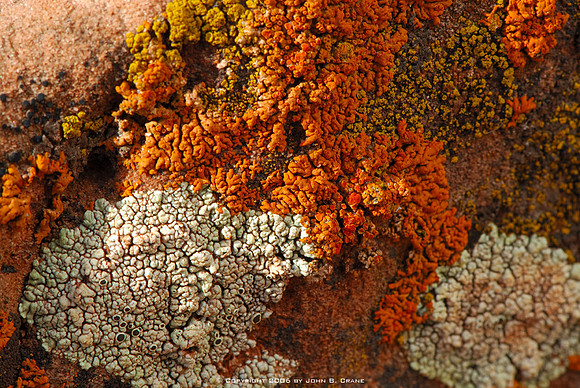 Lichen, Dead Horse Point State Park