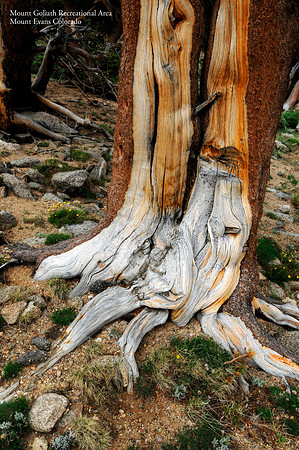 Mount Goliath Natural Area