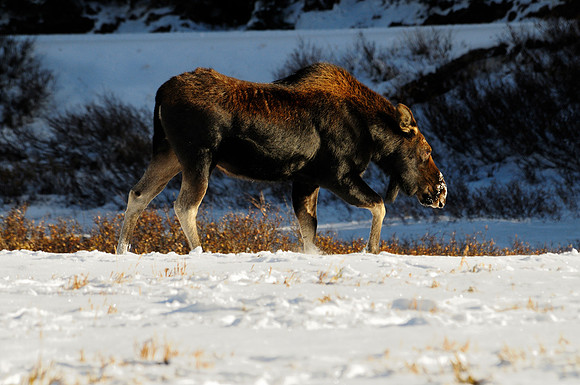 Moose, Cameron Pass, Colorado