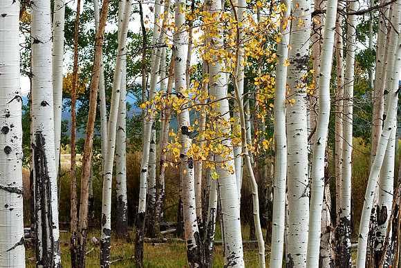 Aspen Grove, Gould, Colorado