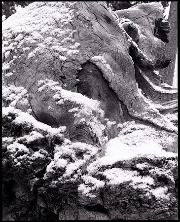 RZ67-HP5-FLRV01-081