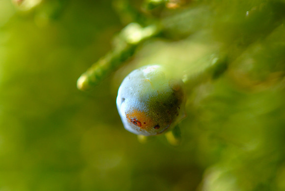 Juniper Berry, Deadhorse Point State Park, Utah