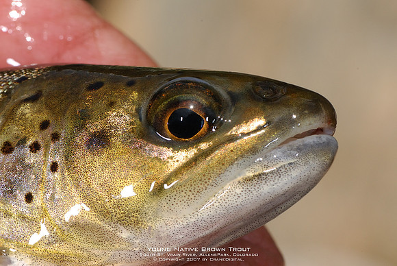 Young Native Brown Trout