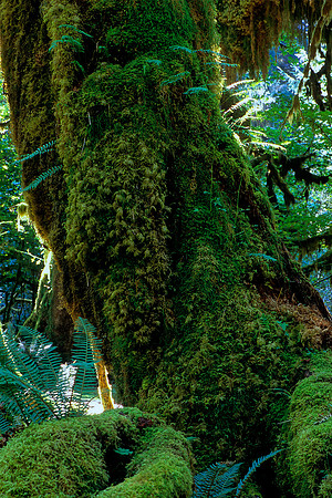 Olympic National Park, Washington (2011)