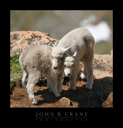 Mountain Goat, Mount Evans, Colorado