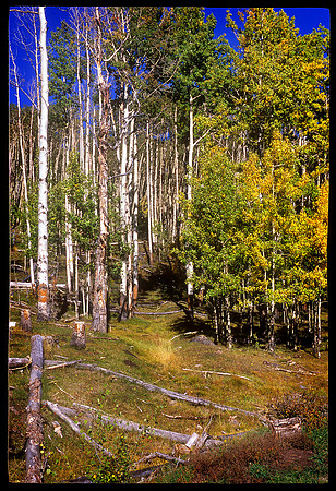 Dixie National Forest, Utah (2008)