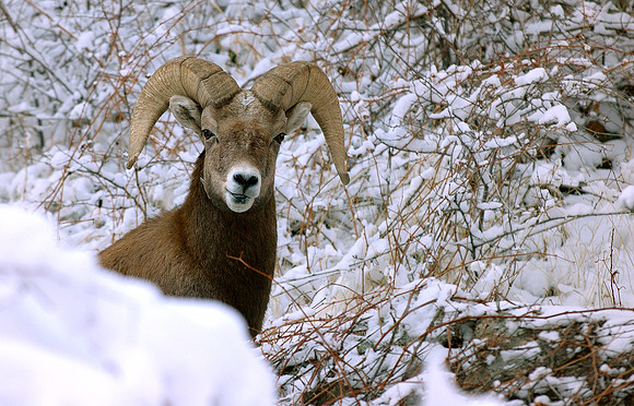 Big Horn, Rocky Mountain National Park, Colorado
