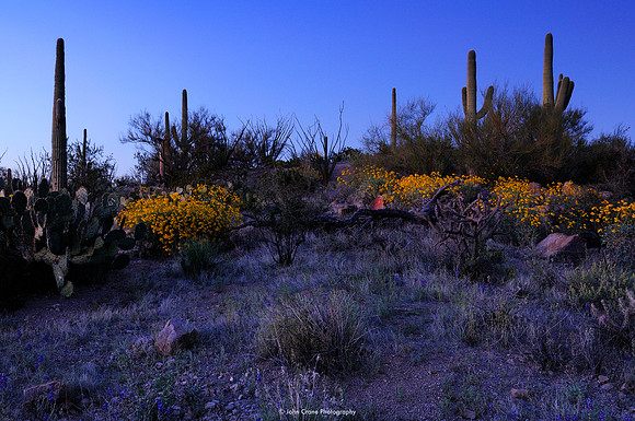 Saguaro National Park, Arizona