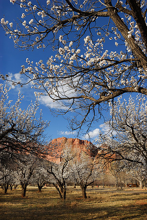 Cherry Blossoms No.1