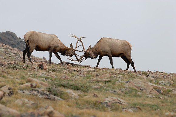Elk Sparring, RMNP