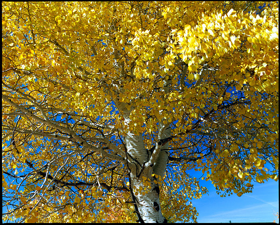 Routt County, Colorado (2010)