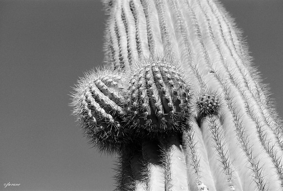 Saguaro Cactus