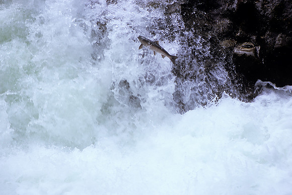 Sol Duc River, Olympic National Park, Washington-Coho Salmon (2011)