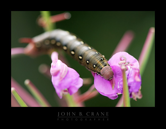 Caterpillar, Rocky Mountain National Park, Colorado